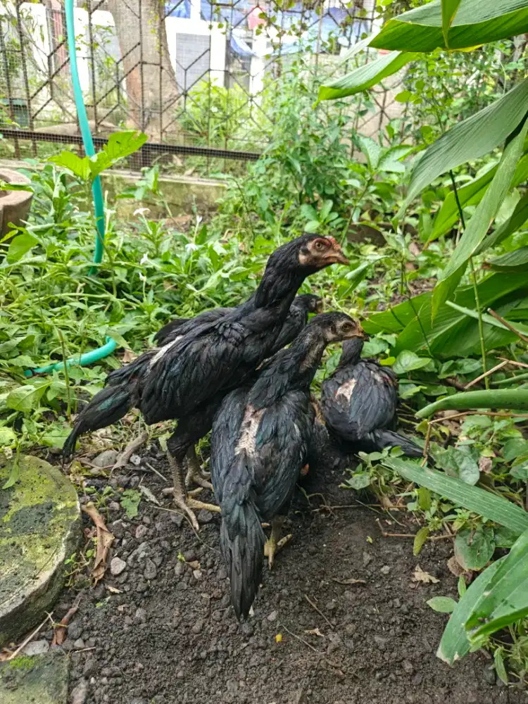 Dijual anak ayam bangkok.