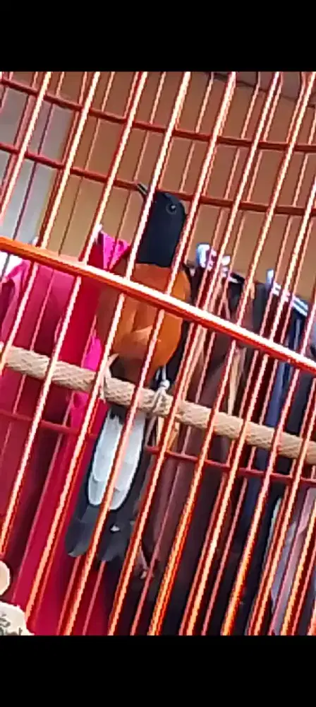 Muray seri F  siap Gass