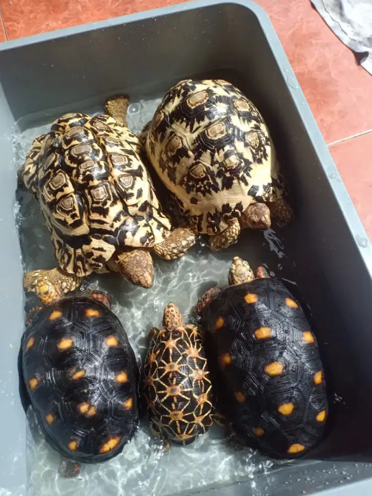 Aneka tortoise cakeep