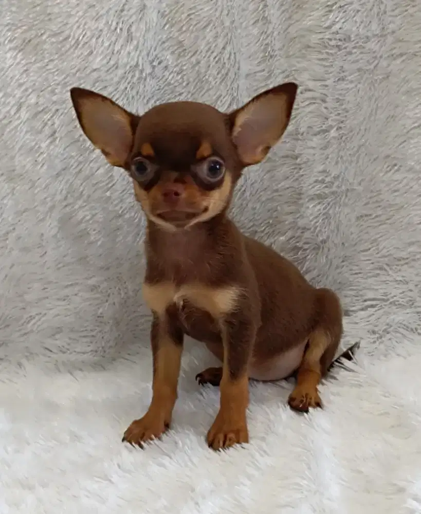 Chihuahua puppy