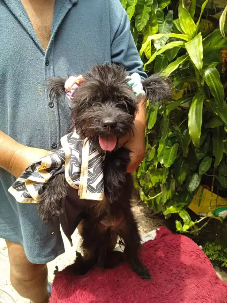 Dijual pupyslabradoixshitxu