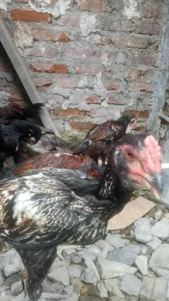 ayam bangkok anak an Pama X Plucker