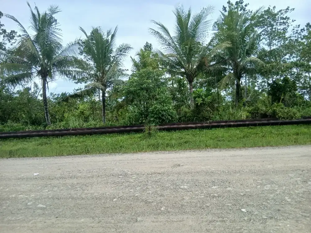Jual Tanah di Kab.Sorong Jln.Kontener, 10 Hektar