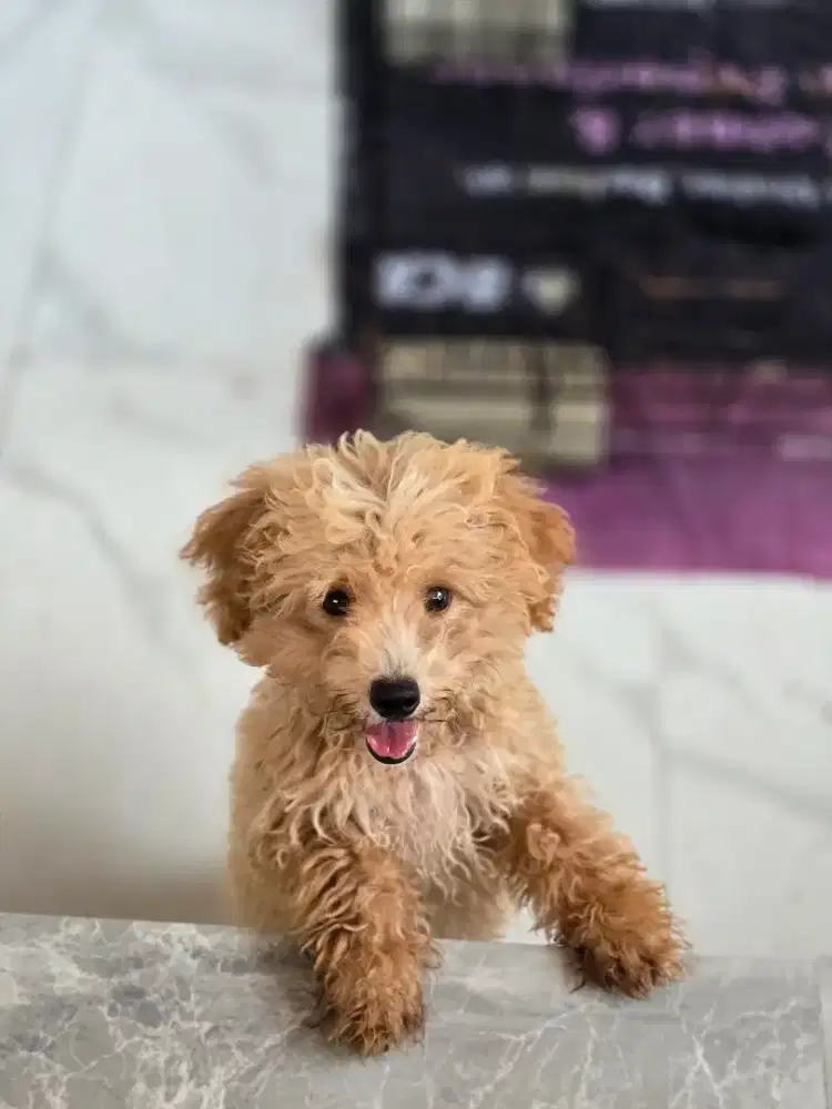 Poodle jantan murah meriah