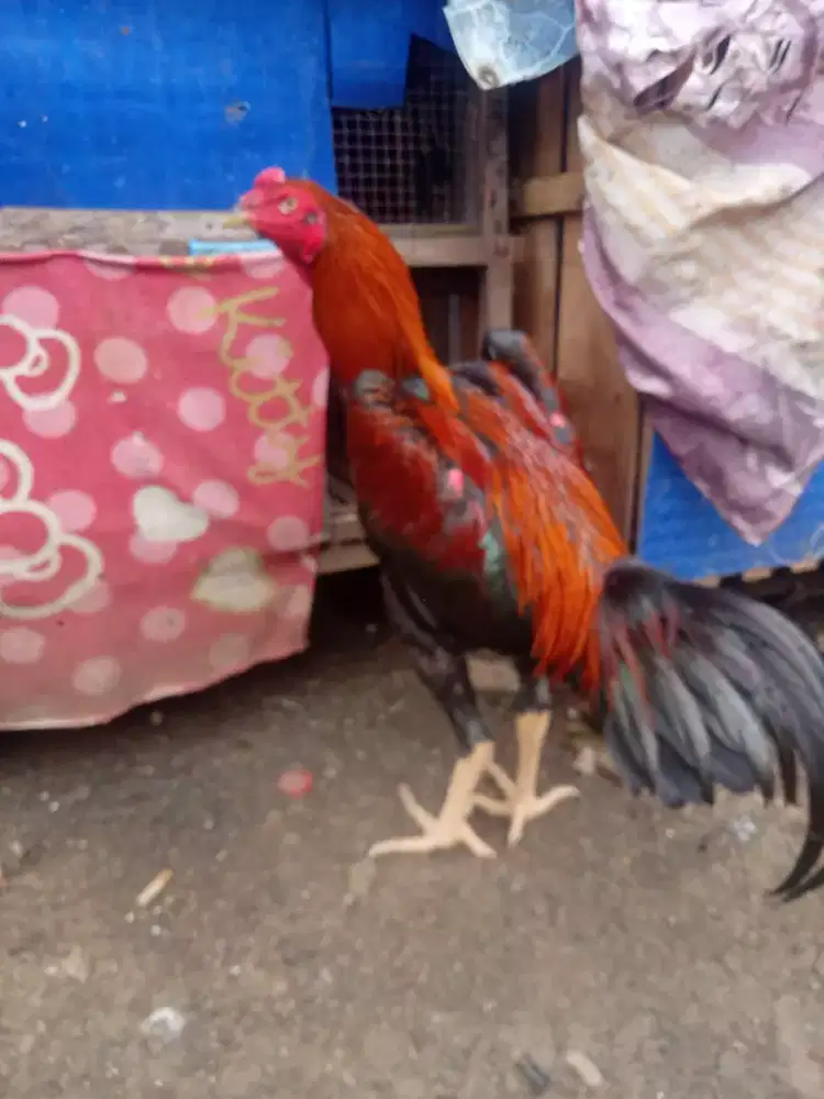 Jual BU ayam Bk
