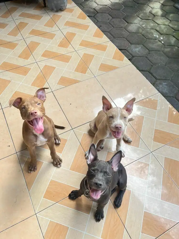 Pure American Pitbull Terrier jual ganti pakan saja!!