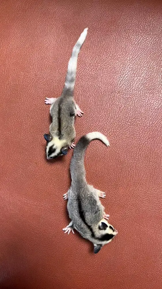 sugar glider mozaik