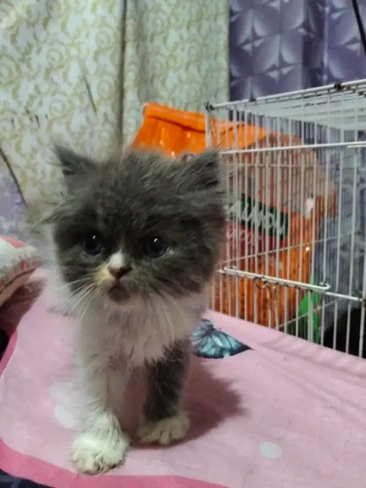 Kucing flatnose putih abu