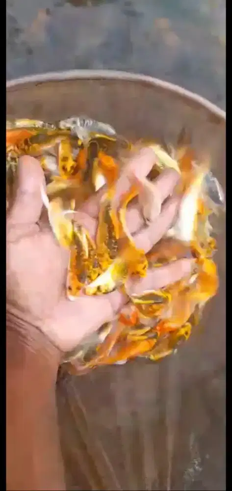 Jual koi metalik slayer ukuran 12 cm paket 50 ekor