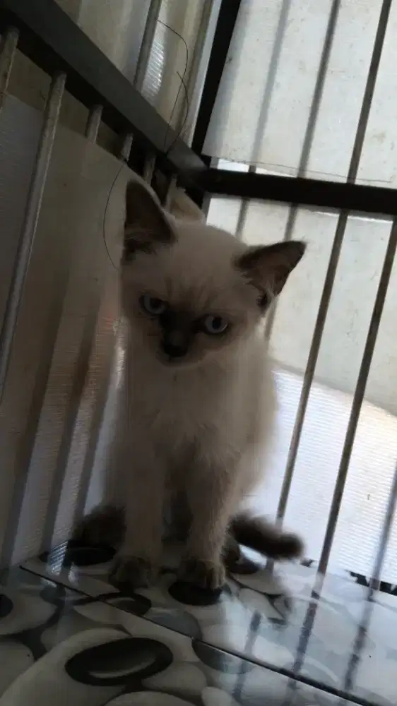 Kucing himalaya mata biru