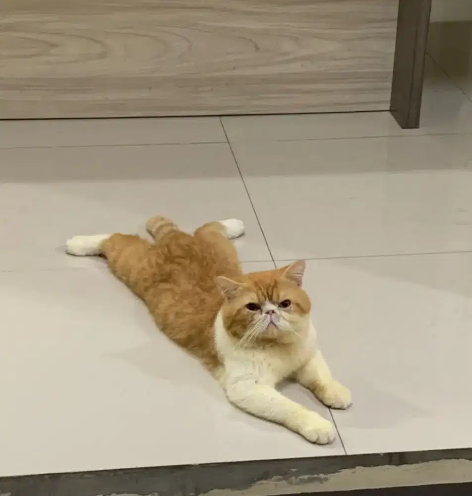 Kucing Peaknose Exotic