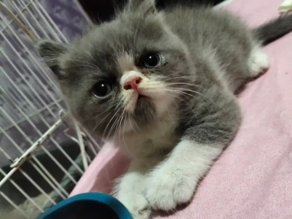 Kucing Exo putih abu bulet bgt