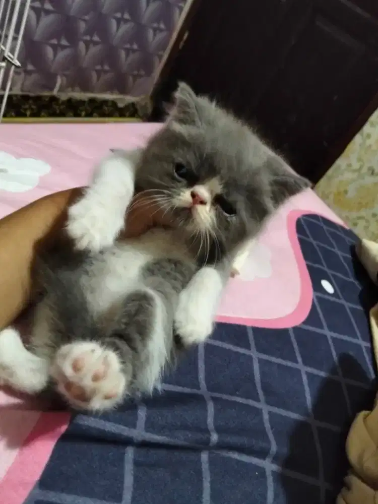 Kucing Exo pesek putih abu