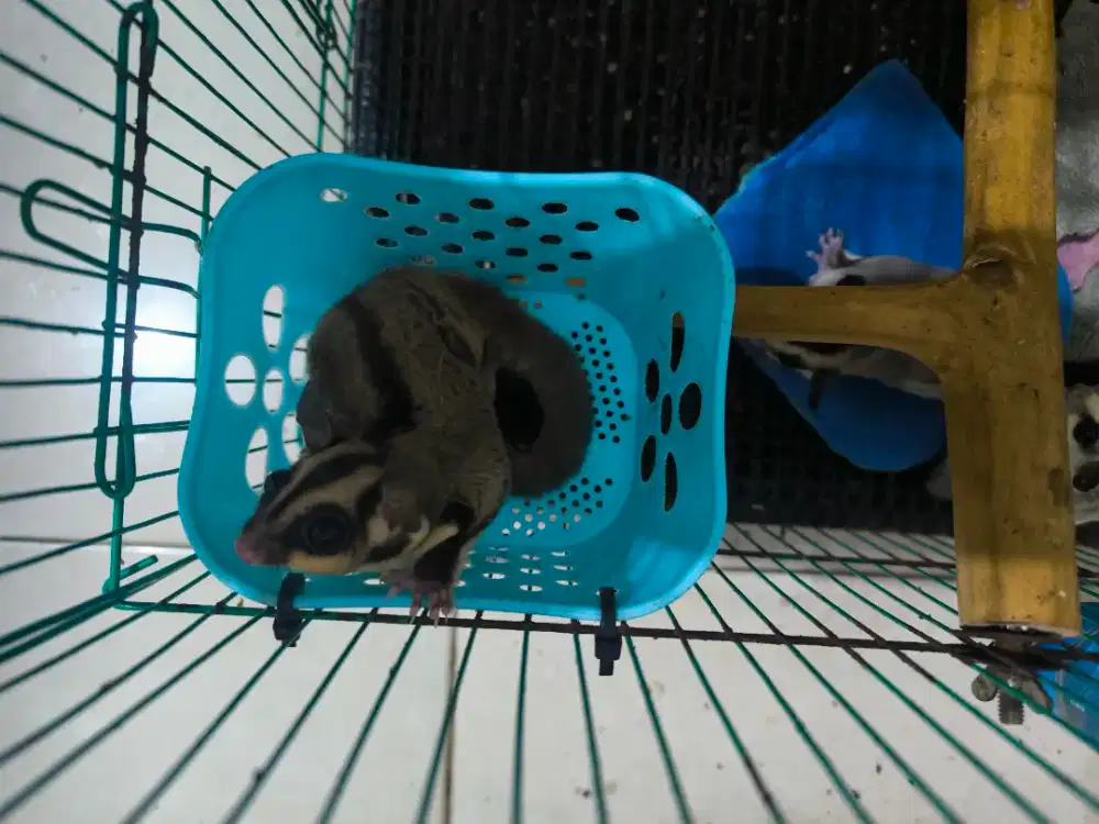 Sugar Glider Classic Grey Female