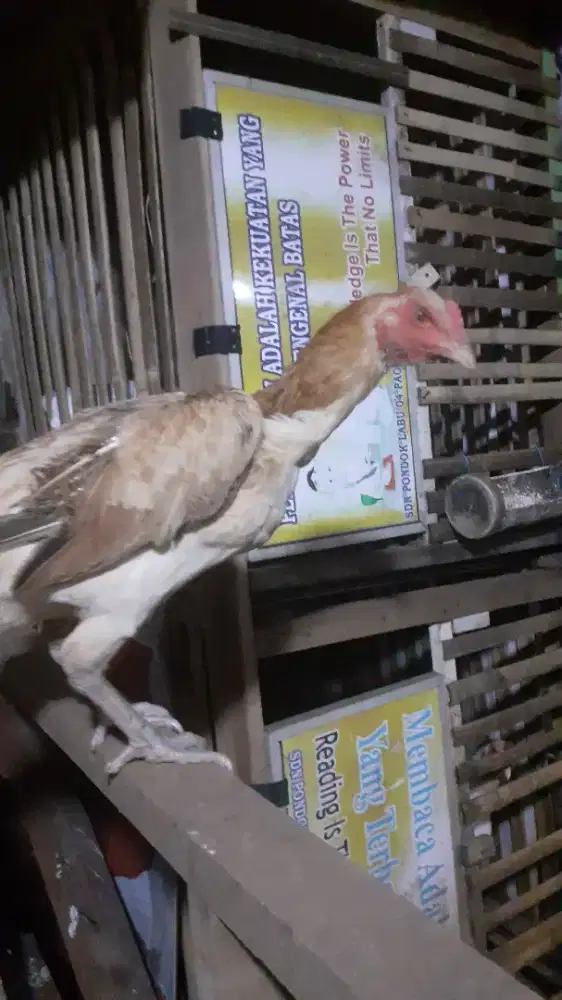 Betina bangkok mangon IQ