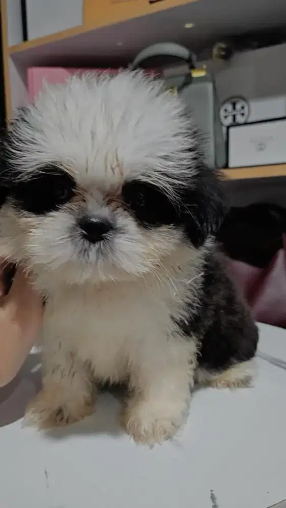 Open adop anjing shitzu jantan umur 2 bulan