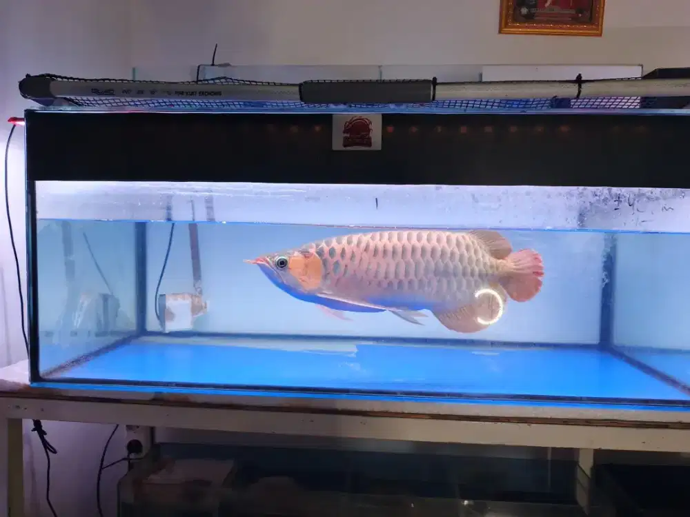 Arowana Super Red