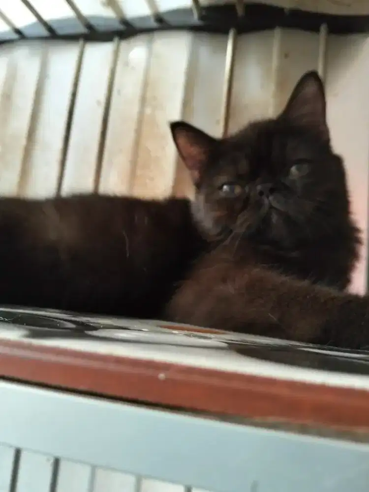 Kucing pesek Exo hitam