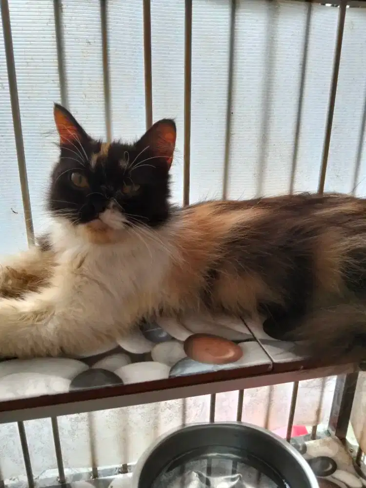 Kucing flatnose Calico belang telon