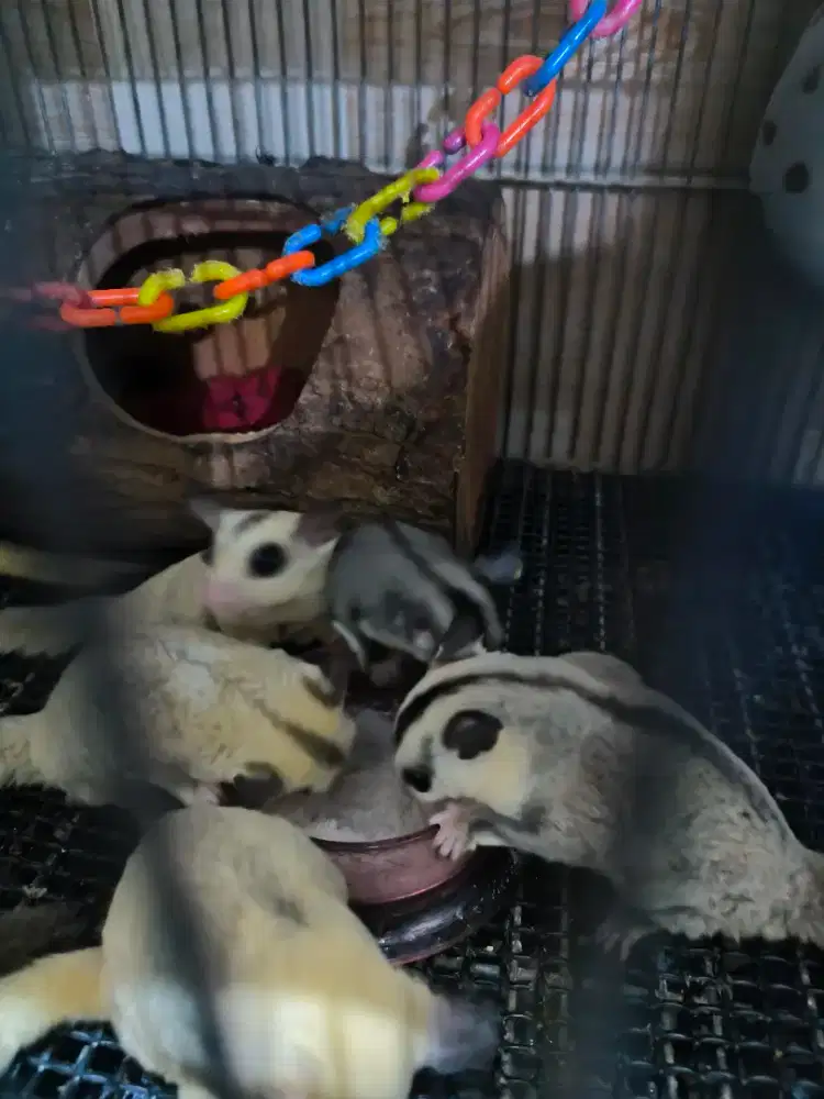 Sugar Glider Berbagai Jenis