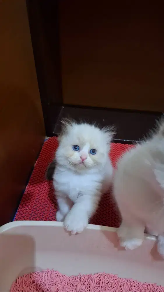 Kucing ragdoll jantan