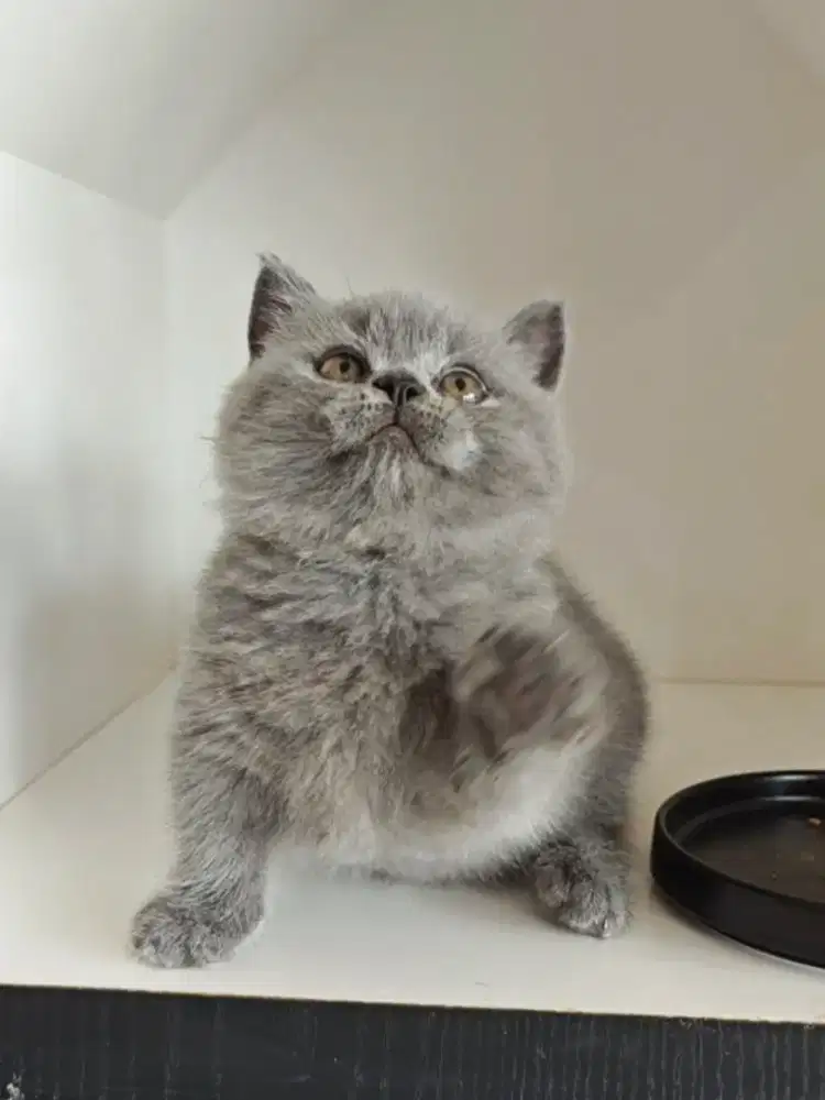 Mainan munchkin BSH blue