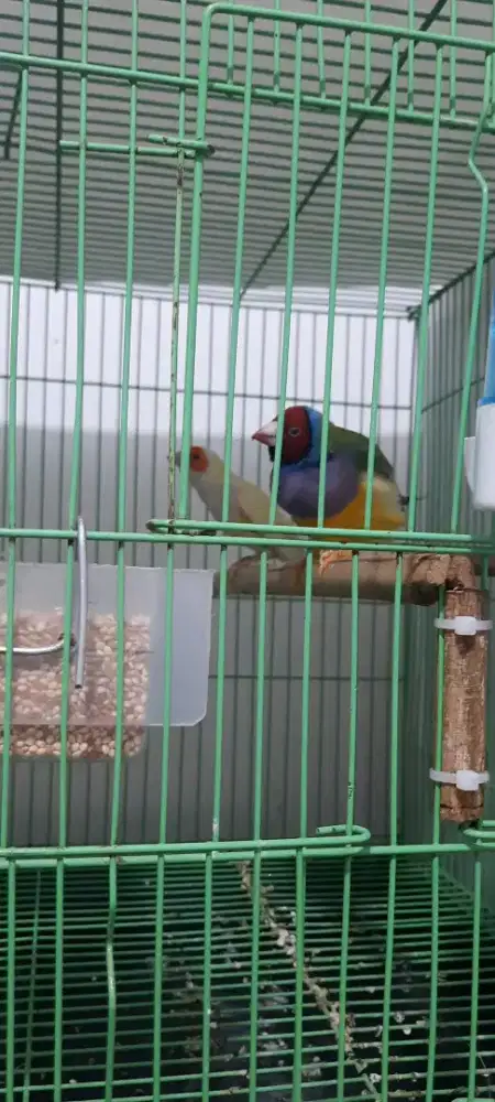 Burung Gould Amadine  pasangan