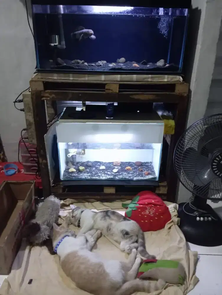 Aquarium Ikan Hias