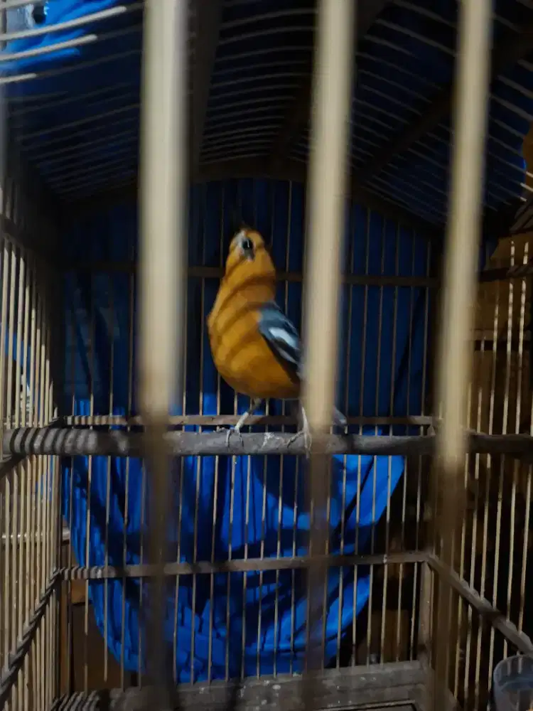 Anis merah anis bata fullsheet