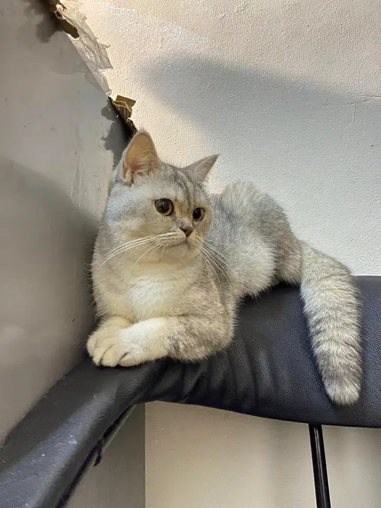 Open adopt silver British Short hair