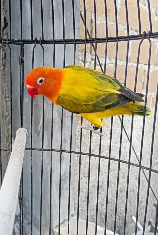 Lovebird Biola Euwing gold dewasa betina