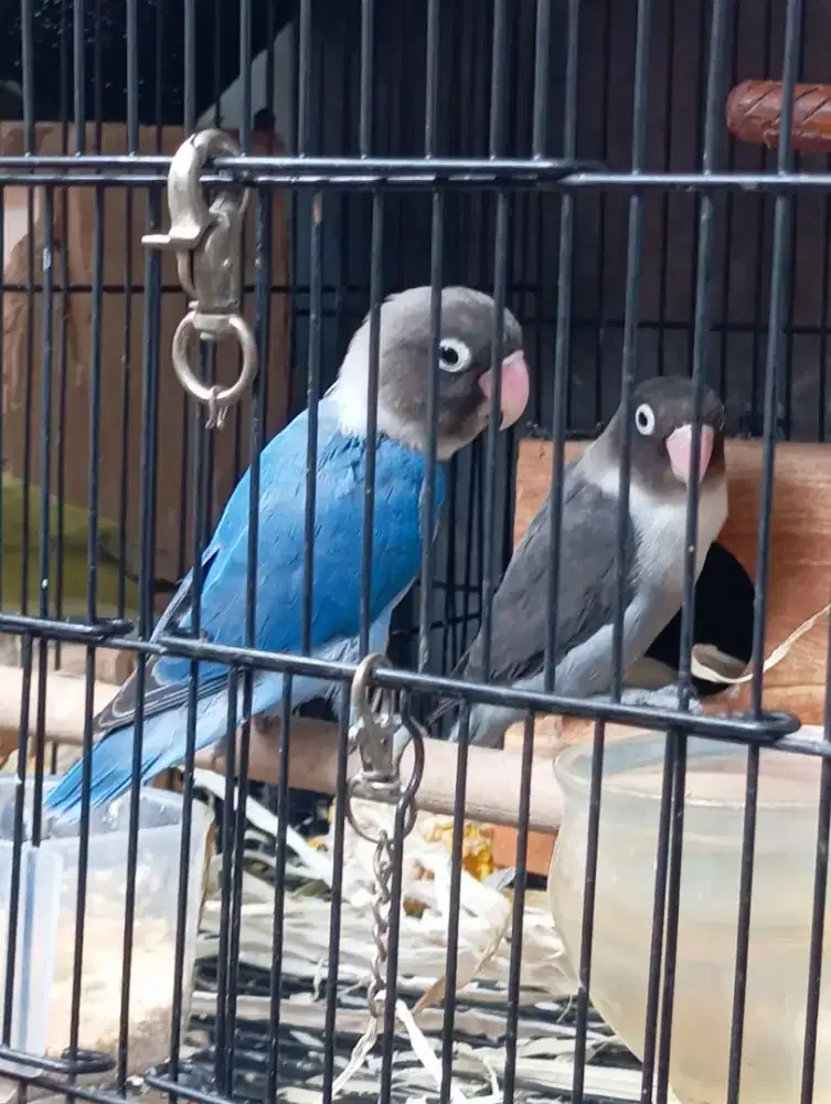 Lovebird sepasang sudah angkut sarang