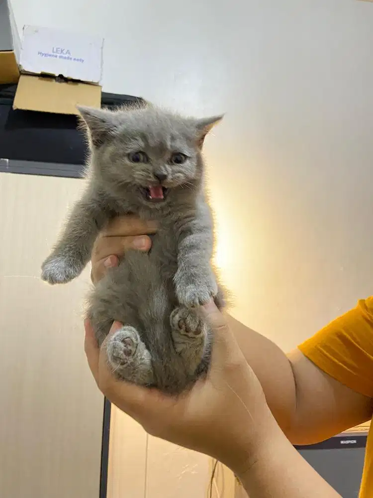 Open adopt british short hair blue point