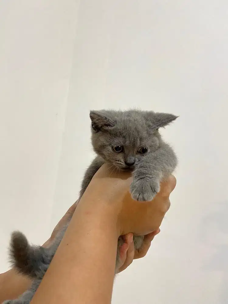 Open adopt british short hair blue point