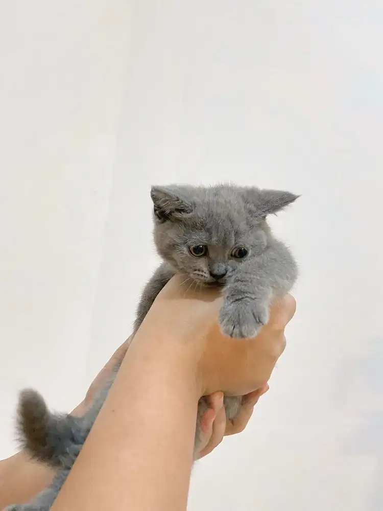 Open adopt british short hair blue point