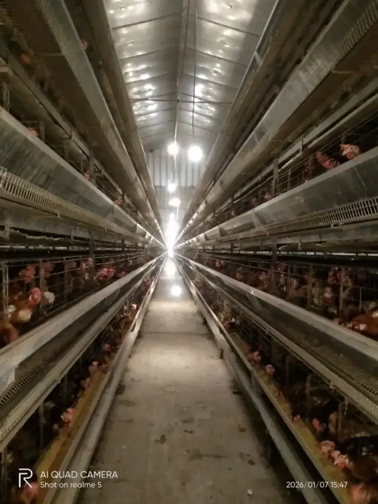 Kerjasama pengelolaan usaha peternakan