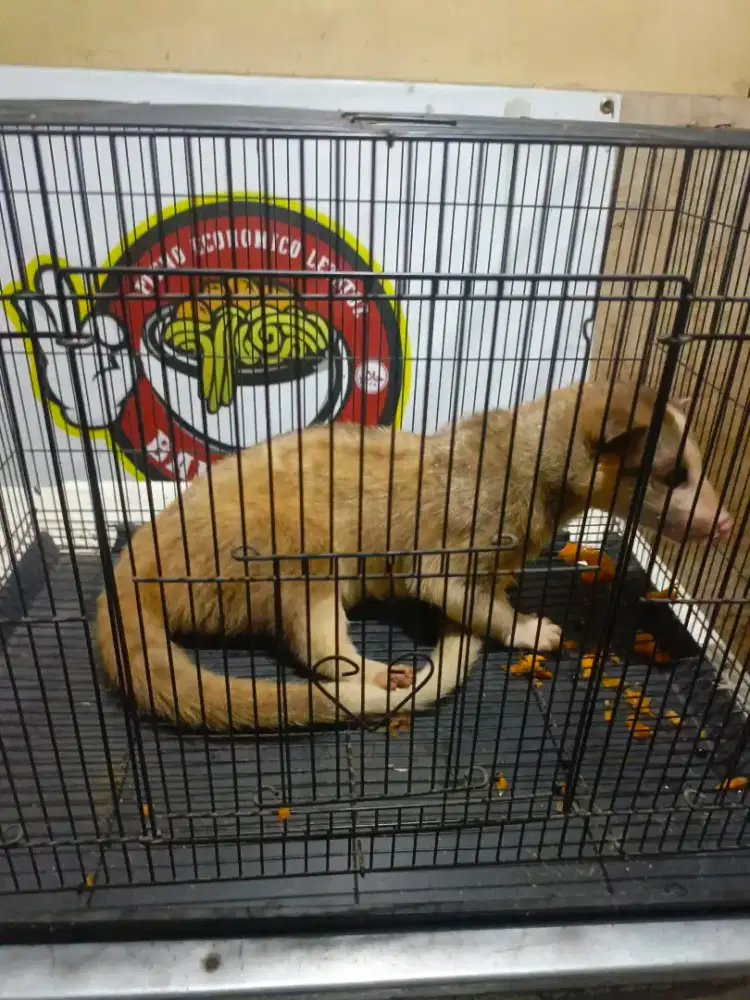 Musang mozaik het lucy