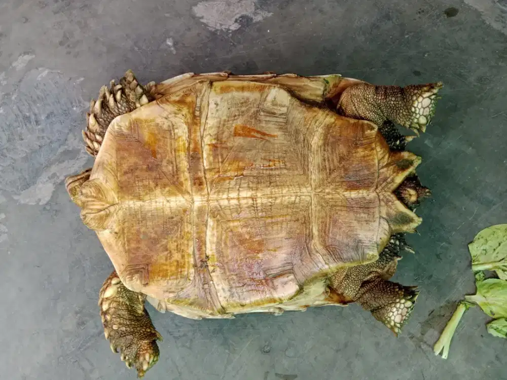 Dijual kura-kura sulcata sepasang (jantan & betina)