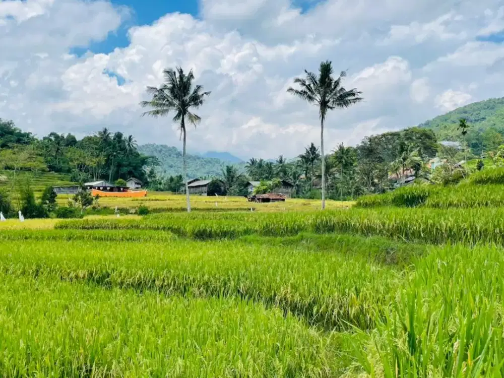 Jual Tanah Sawah Pinggir Jalan Raya Sisi Sungai Rancakalong Sumedang