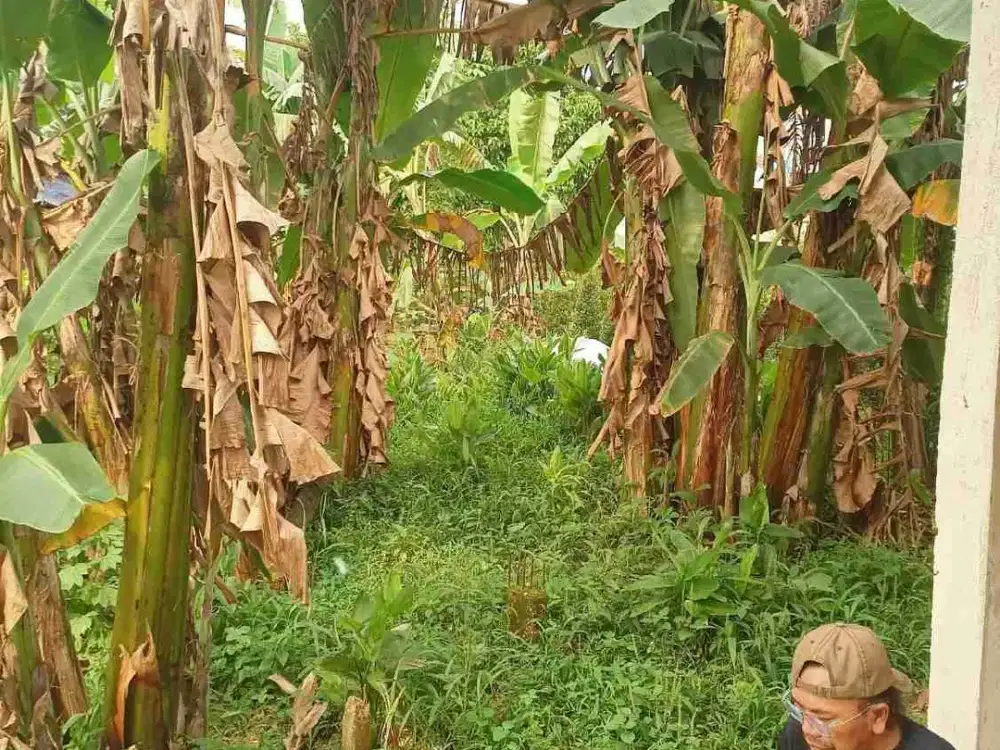 Tanah Di Jual cepat Padurenan Gunung Sindur