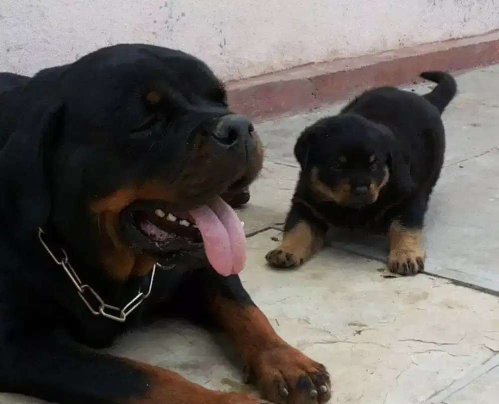 DIJUAL ANAK ANJING ROTTWEILER PREMIUM