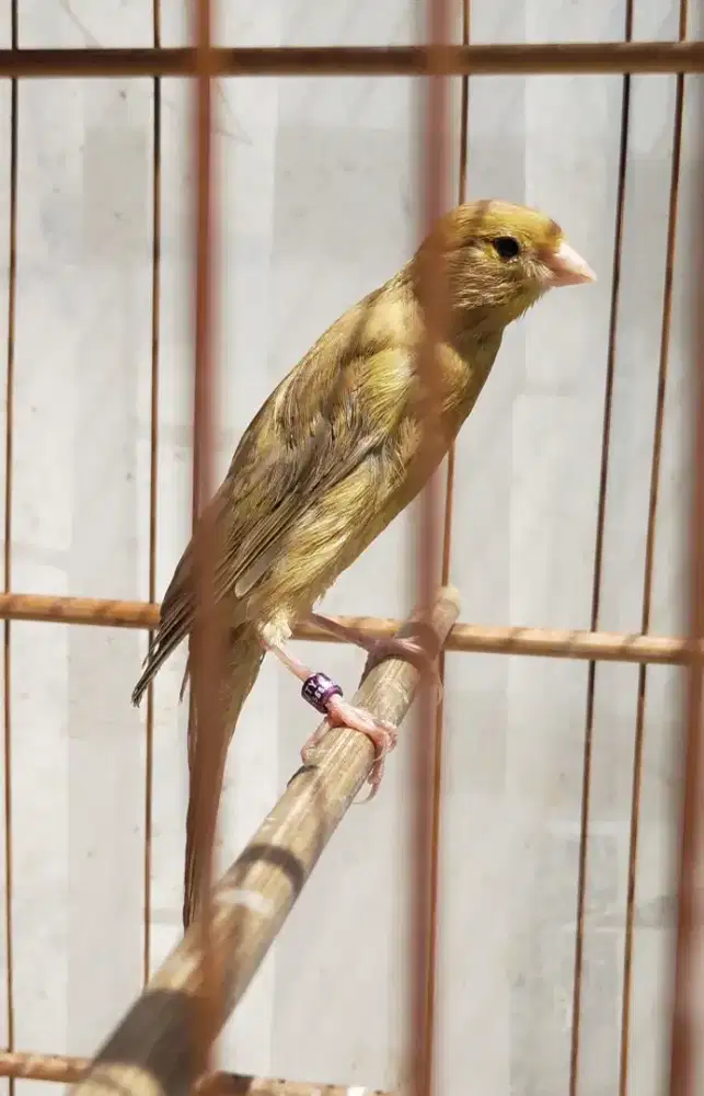 Burung kenari sfbbsfxf1sf anak gembling