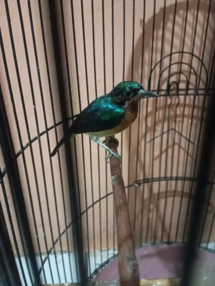 Burung ko wul ko libri wu lung Rajin masteran Murai fullset