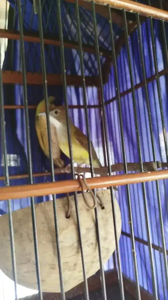 Burung Cucak jenggot