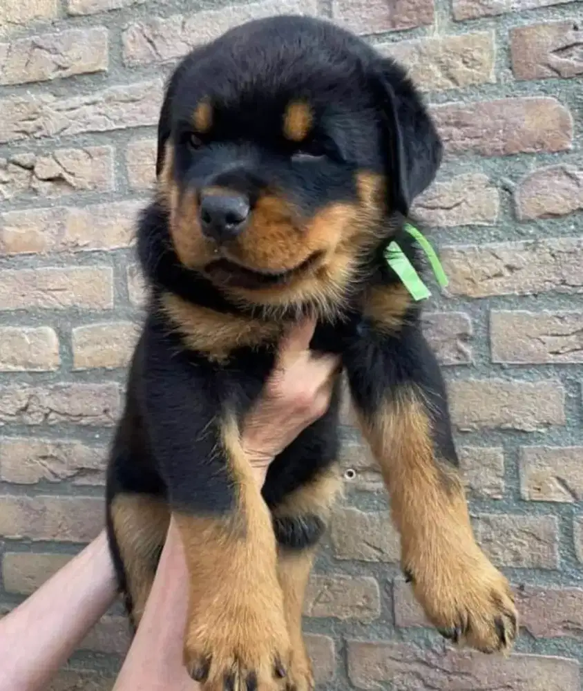 DIJUAL ANAK ANJING ROTTWEILER PREMIUM