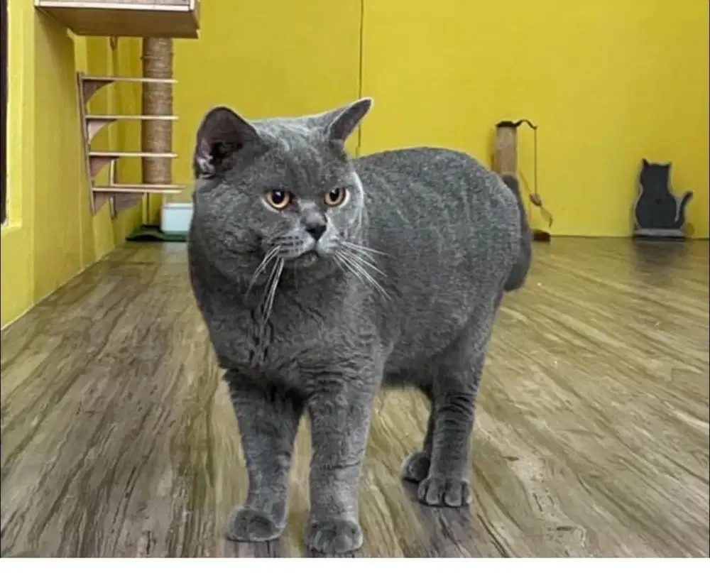 British Shorthair