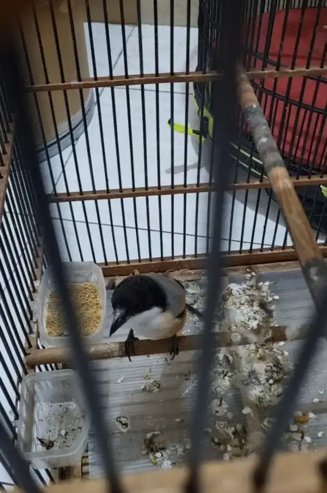 Cendet madura blangkon