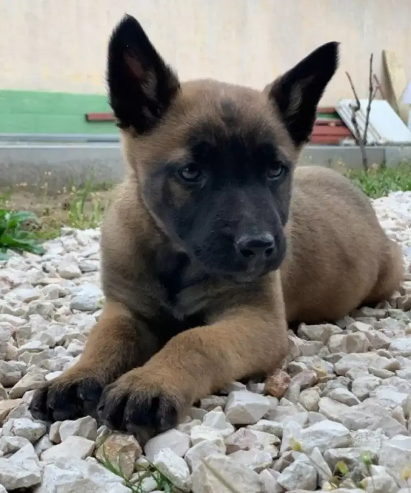 DIJUAL ANAK ANJING BELGIAN MALINOIS SUPER