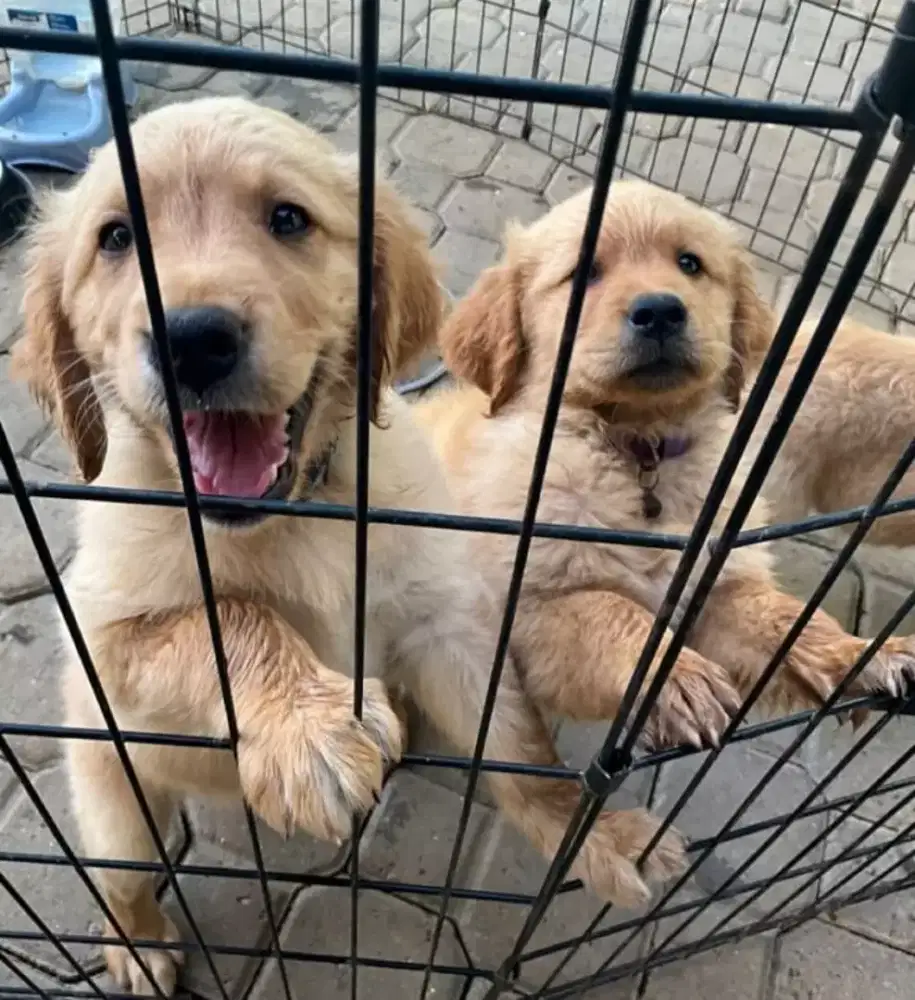 DIJUAL ANAK ANJING GOLDEN RETRIEVER SUPPER