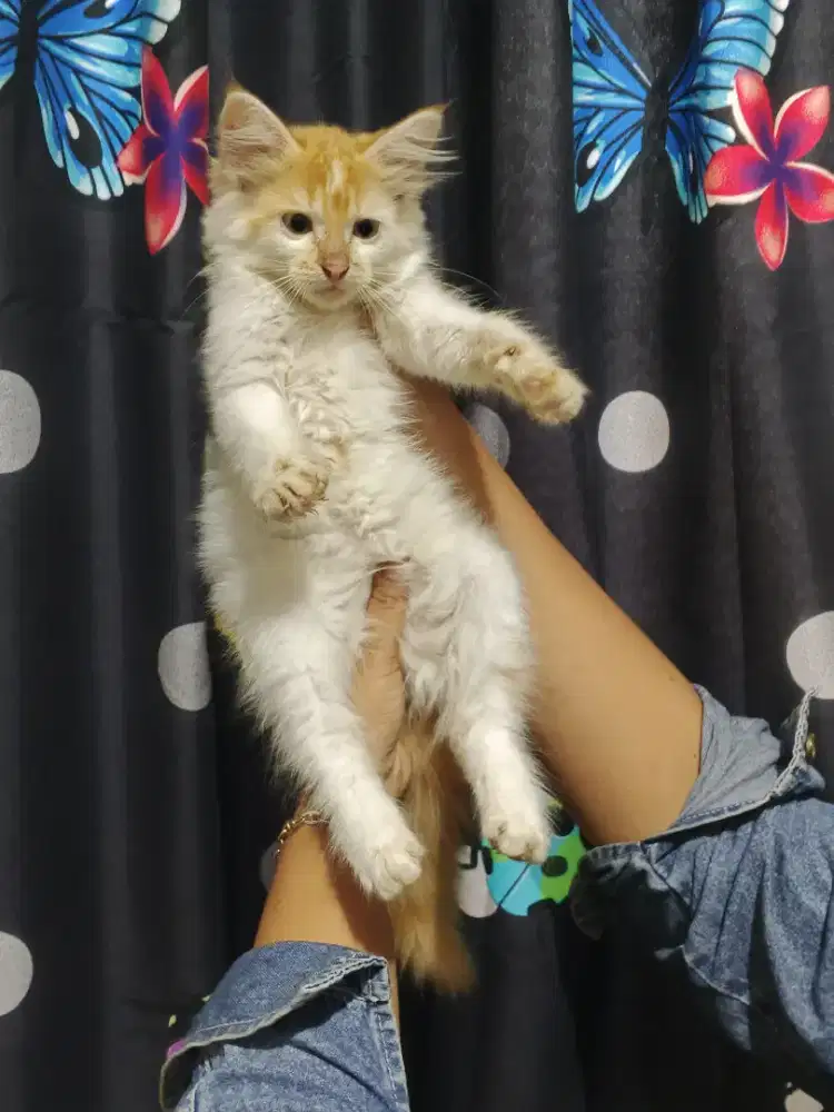 Kucing Maincone mix jantan